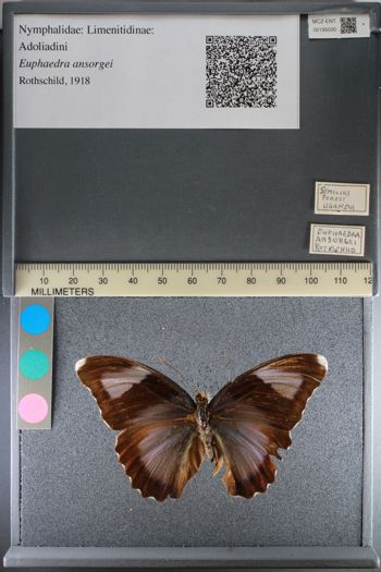 Media type: image;   Entomology 195030